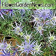 Eryngium Bourgatii 'Picos Amethyst', Mittelmeer Holly 'Picos Amethyst', Bourgatis Eryngo 'Picos Amethyst', Trockene Böden Pflanzen, Sandige Böden Pflanzen, Blaue BlĂŒten, Blaue Stauden