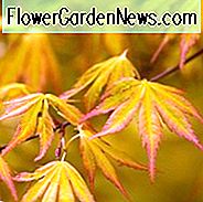 Acer palmatum 'Orange Dream', Japanischer Ahorn 'Orange Dream', Baum mit Herbstfarbe, Herbstfarbe, Attraktiver Baumrinde, Orangenblätter, Orange Acer, Orange Japanischer Ahorn