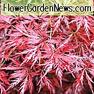 Acer palmatum 'Orangeola', Japanischer Ahorn 'Orangeola', Laceleaf Japanischer Ahorn 'Orangeola', Cutleaf Japanischer Ahorn 'Orangeola', Baum mit Herbstfarbe, Herbstfarbe, Rote Blätter, Roter Acer, Roter Japanischer Ahorn, Roter Ahorn