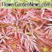 Acer palmatum 'Red Dragon', Japanischer Ahorn 'Red Dragon', Laceleaf Japanischer Ahorn 'Red Dragon', Cutleaf Japanischer Ahorn 'Red Dragon', Fadenblatt Japanischer Ahorn 'Red Dragon', Acer palmatum var. Dissectum Roter Drache, Roter Japanischer Ahorn, Roter Acer