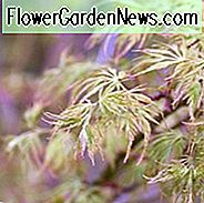 Acer palmatum 'Seiryu', Japanischer Ahorn 'Seiryu', Acer palmatum var. Sezieren 'Seiryu', Acer palmatum 'Seiry' ', Laceleaf Japanischer Ahorn' Seiryu ', Cutleaf Japanischer Ahorn' Seiryu ', Fadenblatt Japanischer Ahorn' Seiryu ', Baum mit Herbstfarbe, Herbstfarbe, Goldblätter, Gold Acer, Gold Japanischer Ahorn