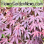 Acer palmatum 'Shaina', Japanischer Ahorn Shainai, Baum mit Herbstfarbe, Herbstfarbe, Attraktiver Baumrinde, Rote Blätter, Roter Acer, Roter Japanischer Ahorn, Roter Ahorn
