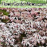 Acer palmatum 'Ukigumo', Japanischer Ahorn Ukigumo, Schwimmende Wolken Japanischer Ahorn, Baum mit Herbstfarbe, Herbstfarbe, Attraktive Rinde Baum, Veränderlicher Japanischer Ahorn, Verändertes Acer, Veränderte Blätter, Veränderlicher Ahorn