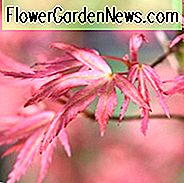 Acer palmatum 'Wilson's Pinker Zwerg', Japanischer Ahorn Wilson's Pinker Zwerg, Baum mit Herbstfarbe, Herbstfarbe, Attraktiver Baumrinde, Rosa Blätter, Rosa Acer, Rosa Japanischer Ahorn, Rosa Ahorn