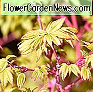 Acer palmatum 'Winter Flame', Korallenrinde Ahorn, Japanischer Ahorn 'Winter Flame', Baum mit Herbstfarbe, Herbstfarbe, Attraktiver Baumrinde, Peeling Rinde