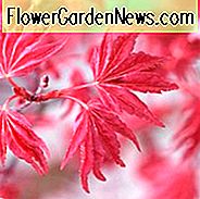 Acer palmatum 'Beni-Maiko', Japanischer Ahorn Beni-Maiko, Baum mit Herbstfarbe, Herbstfarbe, Attraktive Rinde Baum, rote Blätter, Roter Acer, Roter Japanischer Ahorn, Roter Ahorn