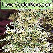 Acer palmatum 'Butterfly', Japanischer Ahorn Schmetterling, Baum mit Herbstfarbe, Herbstfarbe, Attraktive Rinde Baum, Veränderter Japanischer Ahorn, Verändertes Acer, Veränderte Blätter, Variegate Maple