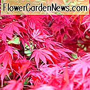 Acer palmatum 'Chitose-Yama', Japanischer Ahorn 'Chitose-Yama', Acer palmatum 'Chitoseyama Rot', Japanischer Ahorn 'Chitoseyama Red', Baum mit Herbstfarbe, Herbstfarbe, Attraktiver Baum, rote Blätter, Roter Acer, Roter Japaner Ahorn, Rotahorn