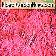 Acer palmatum 'Crimson Queen', Japanischer Ahorn 'Crimson Queen', Acer palmatum var. Sezieren 'Crimson Queen', Laceleaf Japanischer Ahorn 'Crimson Queen', Cutleaf Japanischer Ahorn 'Crimson Queen', Fadenblatt Japanischer Ahorn 'Crimson Queen', Baum mit Herbstfarbe, Herbstfarbe