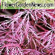 Acer palmatum 'Granat', Japanischer Ahorn 'Granat', Acer palmatum 'Dissectum Granat', Acer palmatum 'Granat', Baum mit Herbstfarbe, Herbstfarbe, Attraktiver Baumrinde, violette Blätter, Lila Acer, Lila Japanischer Ahorn, Lila Ahorn