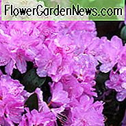 Rhododendron 'PJM Elite', 'PJM Elite' Rhododendron, PJM Gruppe, Frühe Halbsaison Rhododendron, immergrüne Rhododendron, lila Rhododendron, lila blühenden Strauch