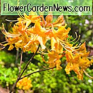 Rhododendron Austrinum, Florida Flammenazalee, südliche gelbe Azalee, Geißblatt Azalee, orange Azalee, frühe Mittelzeitzazalee, duftende Azalee, duftender Rhododendron, gelbe Azalee, gelber Rhododendron, gelber blühender Strauch