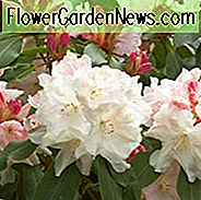 Rhododendron 'Loderi König George', 'Loderi König George' Rhododendron, Mittelzeis Rhododendron, duftender Rhododendron, weißer Rhododendron, weißer blühender Strauch