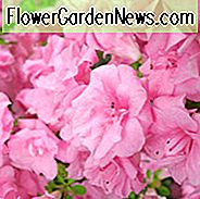 Rhododendron 'Rosebud', 'Rosebud' Rhododendron, 'Rosebud' Azalee, 'Rose Knospe' immergrüne Azalee, Mittelzeis Azalee, Giebelhybride, rosa Azalee, rosa Rhododendron, rosa blühender Strauch, rosa immergrüner Strauch