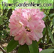 Rhododendron 'Wheatley', 'Wheatley' Rhododendron, Midseason Rhododendron, immergrüner Rhododendron, duftender Rhododendron, rosa Rhododendron, rosa blühender Strauch