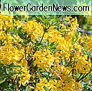 Rhododendron Luteum, pontische Azalee, gelbe Azalee, Geißblatt Azalee, späte Mittelzeis Azalee, Mittelzeis Azalee, duftende Azalee, duftenden Rhododendron, gelbe Azalee, gelbe Rhododendron, gelbe blühende Strauch
