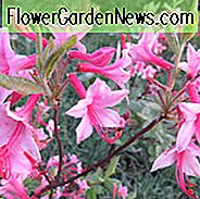 Rhododendron Prinophyllum, Rosenschalenazalee, frühe Azalee, wollige Azalee, Rhododendron roseum, Azalea prinophylla, Rhododendron nudiflorum var. Roseum, Mittelzeitzazalee, sommergrüne Azalee, rosa Azalee, rosa blühender Strauch
