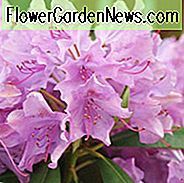 Rhododendron 'English Roseum', 'Englischer Roseum' Rhododendron, Späten Midseason Rhododendron, Immergrüner Rhododendron, Lila Rhododendron, Lila Blühender Strauch