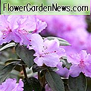 Rhododendron Praecox, 'Praecox' Rhododendron, Rhododendron × praecox, Frühe Jahreszeit Rhododendron, purpurroter Rhododendron, purpurroter blühender Strauch, immergrüner Rhododendron