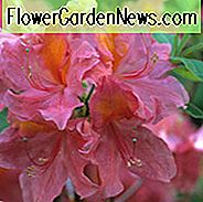 Rhododendron 'Mount Saint Helens', 'Mount Saint Helens' Rhododendron, 'Mount Saint Helens' Azalee, Späte Mittelzeitzazalee, sommergrüne Azalee, rosa Azalee, rosa Rhododendron, rosa blühender Strauch