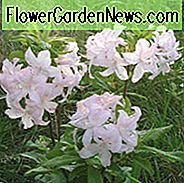 Rhododendron 'Weiße Lichter', 'Weiße Lichter' Rhododendron, 'Weiße Lichter' Azalee, Späte Mittelzeitzazalee, sommergrüne Azalee, Weiße Azalee, Weißer Rhododendron, Weißer Blühender Strauch