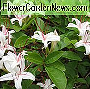 Rhododendron Arborescens, süße Azalee, glatte Azalee, Azalee arborescens, Rhododendron 'Arborescens', sommergrüne Azalee, Spät Saison Rhododendron, sehr spät Saison Rhododendron, duftenden Rhododendron, weißer Rhododendron, weiß blühenden Strauch