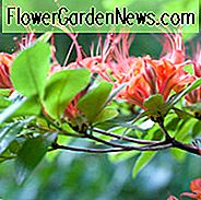 Rhododendron Prunifolium, Plumleaf Azalee, Plum Blatt Azalee, orange Blüten, orange Rhododendron, orange blühender Strauch, orange Azalee, rote Blüten, roter Rhododendron, rot blühender Strauch, rote Azalee, sehr späte Rhododendren