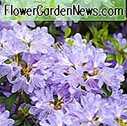 Rhododendron 'Blaumeise Magor', 'Blaumeise Magor' Rhododendron, Zwerg Rhododendron 'Blaumeise Magor', Frühe Zwischensaison Rhododendron, Blaue Azalee, Blauer Rhododendron, Blauer Blühender Strauch, Lavendel Azalee, Lavendel Azalea, Lavendel Rhododendron, Blühender Strauch,