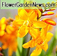 Crocosmia × Crocosmiiflora 'Columbus', Crocosmia 'Columbus', Montbretia 'Columbus', Coppertips 'Columbus', Sternschnuppen 'Columbus', Crocosmia x Crocosmiiflora 'Queen Mary II', Gelbe Crocosmia