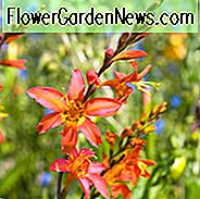 Crocosmia × Crocosmiiflora 'Emily McKenzie', Crocosmia 'Emily McKenzie', Montbretia 'Emily McKenzie', Coppertips 'Emily McKenzie', Sternschnuppen 'Emily McKenzie', Orange Croscosmia, Orange Montbretia