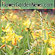 Crocosmia George Davison, Crocosmia x Crocosmiiflora George Davison, Montbretia George Davison, Coppertips George Davison, Fallende Sterne George Davison