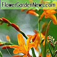 Crocosmia × Crocosmiiflora 'Meteore', Crocosmia 'Meteore', Montbretia 'Meteore', Coppertips 'Meteore', Sternschnuppen Meteore ', Crocosmia x Crocosmiiflora' Météore ', Gelbe Croscosmia, Gelbe Montbretia