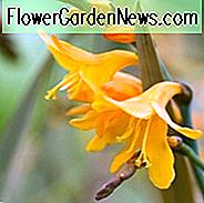 Crocosmia × Crocosmiiflora 'Solfatare', Montbretia 'Solfatare', Crocosmia x Crocosmiiflora 'Solfaterre', Crocosmia 'Solfatare', Crocosmia 'Solfaterre', Montebretia 'Solfaterre', Gelbe Krokosmia