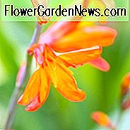 Crocosmia × Crocosmiiflora 'Stern des Ostens', Montbretia 'Stern des Ostens', Coppertips 'Stern des Ostens', Sternschnuppen Stern des Ostens ', AGM Crocosmia