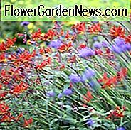 Crocosmia, Crocosmias, Beste Crocosmia, Beste Crocosmias, Beste Montbretia, Crocosmia x Crocosmiiflora, Montbretia, Coppertips, Sternschnuppen,