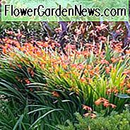 Crocosmia, Crocosmias, Begleitpflanzen. Beste Crocosmia, Beste Crocosmias, Beste Montbretia, Crocosmia x Crocosmiiflora, Montbretia, Coppertips, Sternschnuppen,