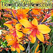Crocosmia Helle Augen, Montbretia Helle Augen, Coppertips Helle Augen, Sternschnuppen Helle Augen, Rote Crocosmia, Orange Croscosmia