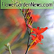 Crocosmia Emberglow, Montbretia Emberglow, Crocosmia x Crocosmiiflora Emberglow, Coppertips Emberglow, Sternschnuppen Emberglow, AGM Crocosmia