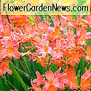 Crocosmia Limpopo, Montbretia Limpopo, Coppertips Limpopo, Sternschnuppen Limpopo, Rote Crocosmia, Orange Croscosmia, Pfirsich Crocosmia, Korallen Crocosmia, Crocosmia x crocosmiiflora 'Limpopo'