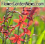 Crocosmia Babylon, Montbretia Babylon, Crocosmia crocosmiiflora Babylon, Coppertips Babylon, Fallende Sterne Babylon