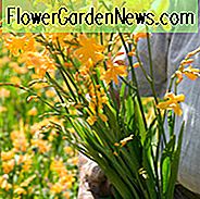 Crocosmia × Crocosmiiflora 'Columbus', Crocosmia 'Columbus', Montbretia 'Columbus', Coppertips 'Columbus', Sternschnuppen 'Columbus', Crocosmia x Crocosmiiflora 'Queen Mary II', Gelbe Crocosmia
