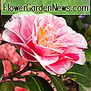 Kamelie Japonica 'Lavinia Maggi', Kamelie 'Lavinia Maggi', 'Lavinia Maggi' Kamelie, Kamelie 'Contessa Lavinia Maggi', Winter blühende Kamelien, Frühlingsblüher Kamelien, Kamelien der mittleren Jahreszeit, weiße und rosa Blumen, weiße und rosa Kamelien, Camellia japonica