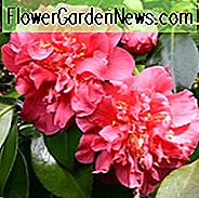 Camellia Japonica 'Scentsation', Kamelie 'Scentsation', 'Scentsation' Kamelie, Winter blühende Kamelien, Frühling blühende Kamelien, Kamelien der mittleren Jahreszeit, rosa Blumen, rosa Kamelien