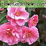Camellia x Williamsii 'Spende', Kamelie 'Spende', 'Spende' Kamelie, Winter blühende Kamelien, Frühling blühende Kamelien, Mittlere Jahreszeit Kamelien, rosa Blüten, rosa Kamelien