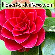 Kamelien, Kamelien, Wie man Kamelien, Kamelienblütenzeit, Kamelienblüten, Camellia japonica, Winterblühende Kamelien, Kaltblütige Kamelien, Frühlingsblütige Kamelien,