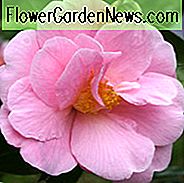 Kamelie 'Pink Icicle', 'Pink Icicle' Kamelie, Cold Hardy Camellias, Kamelie Hybriden, Rosa Blumen, Frühlings-Kamelien, Winter blühende Kamelien, Frühling blühende Kamelien