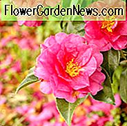 Kamelien, Kamelien, Wie Kamelien gedeihen, Kamelienblütezeit, Kamelienblüte, Japanische Kamelien, Kamelie Japonica, Kamelie Sasanqua, Herbst blühende Kamelie, Winterblühende Kamelien, Kaltblütige Kamelien,