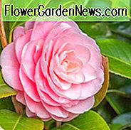 Kamelien, Kamelien, Wie man Kamelien, Kamelienblütenzeit, Kamelieblüte, Japanische Kamelien, Kamelie Japonica, Kamelie Sasanqua, Herbst blühende Kamelie, Winter blühende Kamelien, Frühlingskamelien, Kaltblütige Kamelien,