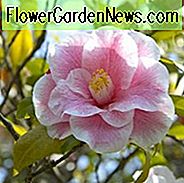 Die meisten duftenden Kamelien, duftende Kamelien, Camellia Lutchuensis, Kamelienhybriden,