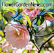 Kamelien, Kamelien, Wie Kamelien gedeihen, Kamelienblütezeit, Kamelienblüte, Japanische Kamelien, Kamelie Japonica, Kamelie williamsii, Winterblühende Kamelien, Frühlingskamelien, Kaltblütige Kamelien,